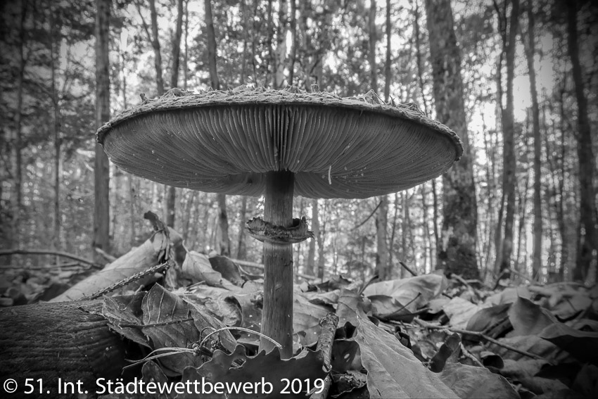 006 Platz-064-Josef Reschenhofer 4102_Parasol