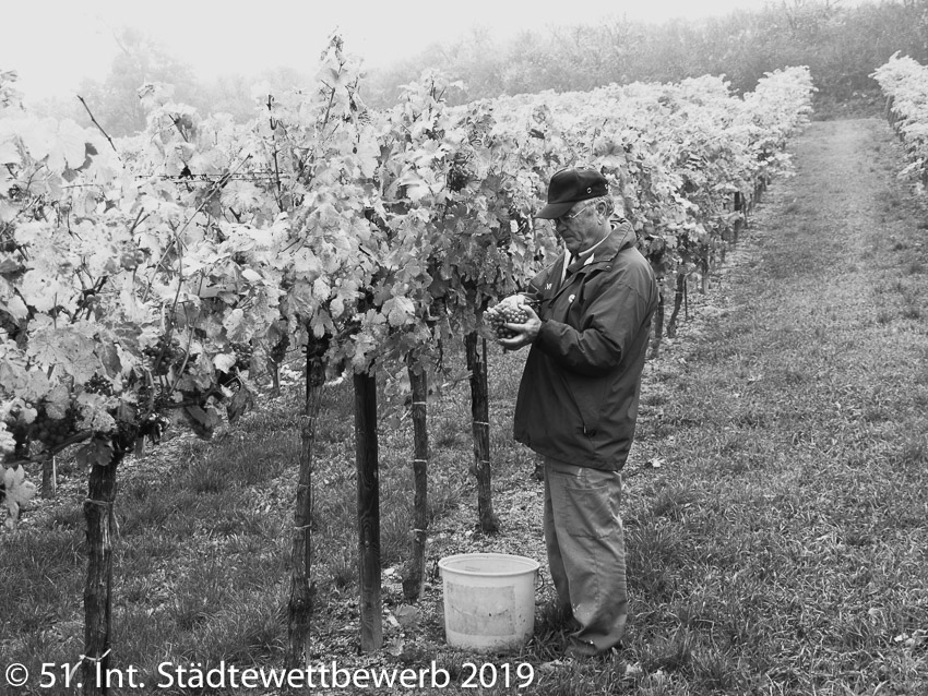 078 Platz-097-Sieglinde Novotny 4112_Weinlese