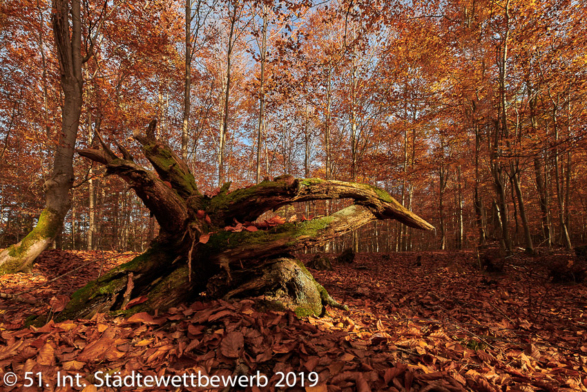 022 Platz-010-Gerhard Riedl 2204_Herbstwald