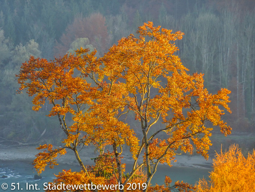 031 Platz-002-Reinhard Härzschel 3211_Güldener Herbst