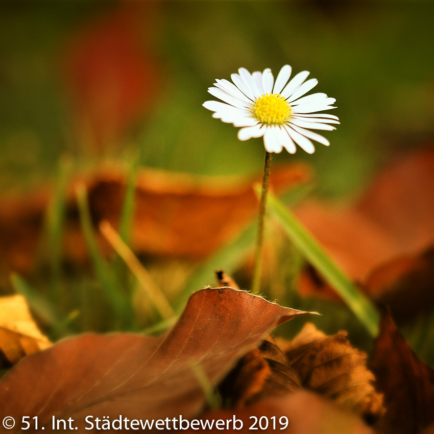 031 Platz-109-Laura Schierlinger 0211_Herbstblume