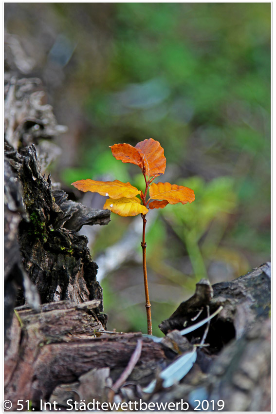 031 Platz-122-Helmut Behr 9206_Erster Herbst