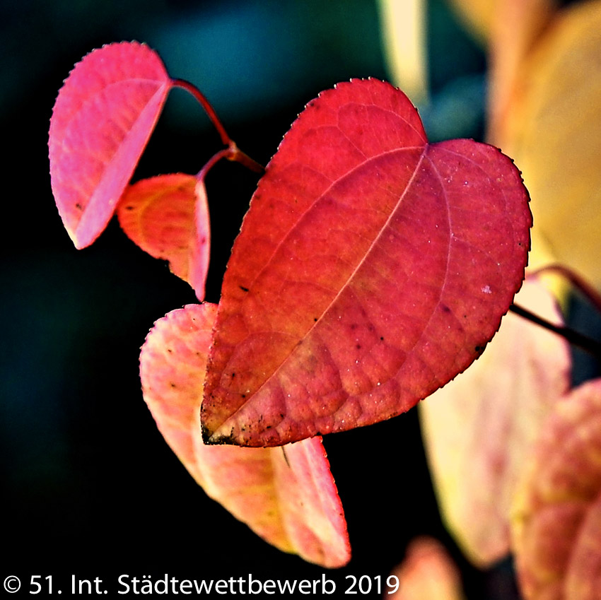 108 Platz-019-Leoni Schierlinger 0214_Laub im Herbst