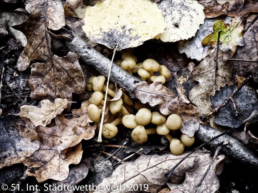 119 Platz-034-Benjamin Theunert 0207_Blätter im Herbst