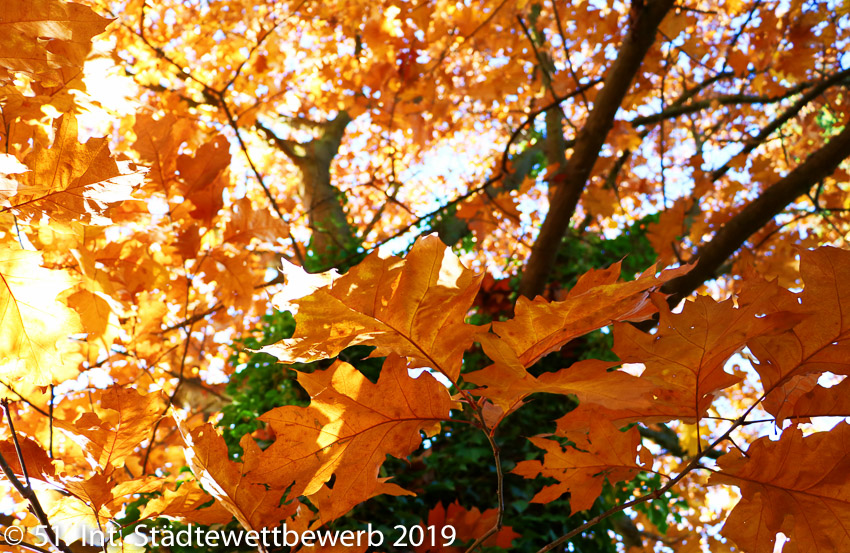 125 Platz-008-Jonas Handschuh 0215_Typisch Herbst