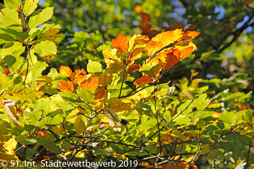 125 Platz-114-Helmut Dürmeier 0210_Herbstfärbung