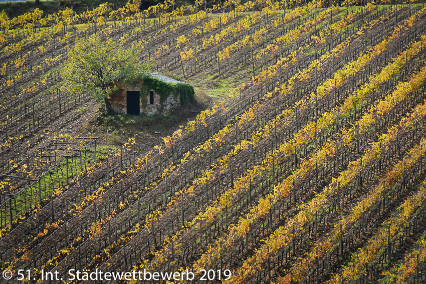 008 Platz-011-Andreas Riepl 0306_Am Weinberg