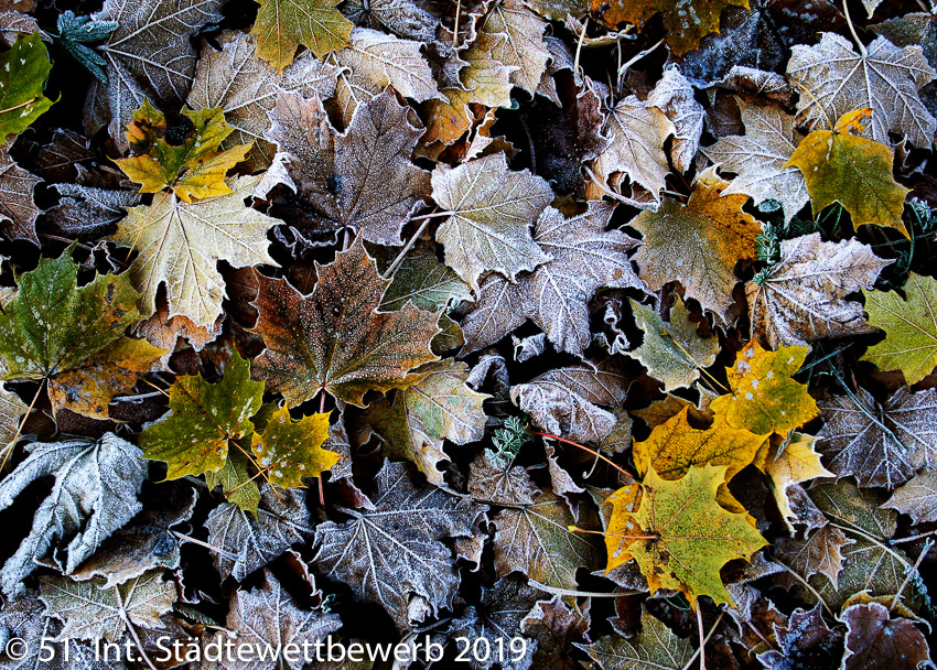 017 Platz-102-Anton Ritzer 7307_Herbstlaub