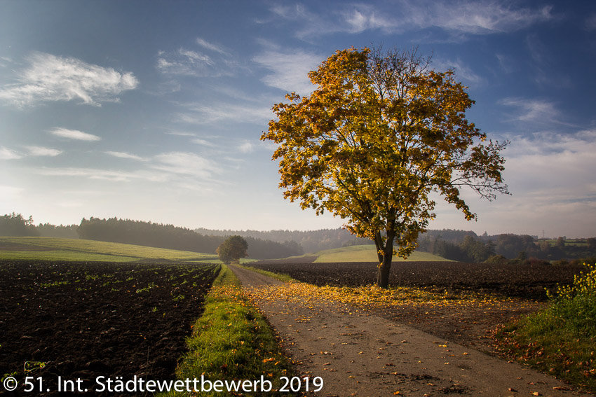 029 Platz-013-Brigitte Seitz 0322_Eiche im Herbst