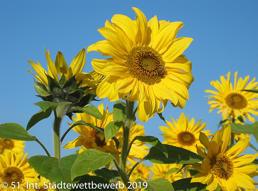 062 Platz-003-Hermann Sauerlachner 1307_Sonnenblume