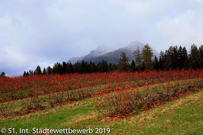 077 Platz-119-Rudolf Lenz 4310_Aronia